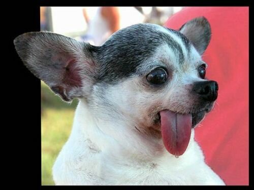 stupiddog.jpg