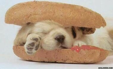 cute-puppy-hotdog.jpg