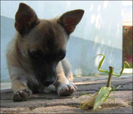 Kung Fu Fighting